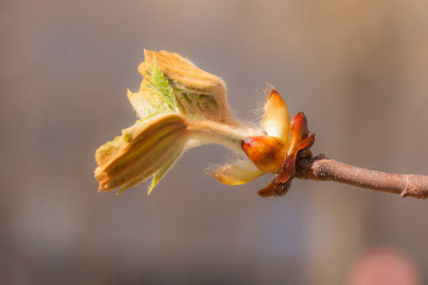 chestnut branch with buds in spring close up