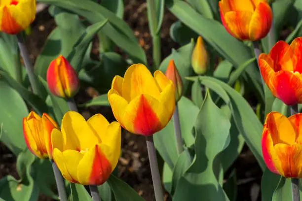 Tulips of the Andre Citroen  species on a flowerbed.