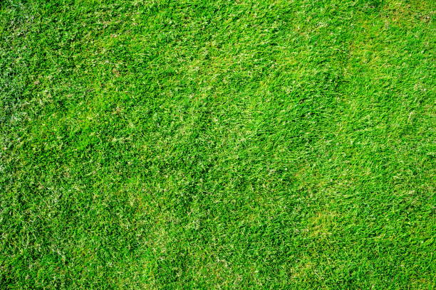 istock green grass background view from aerial 1203332251