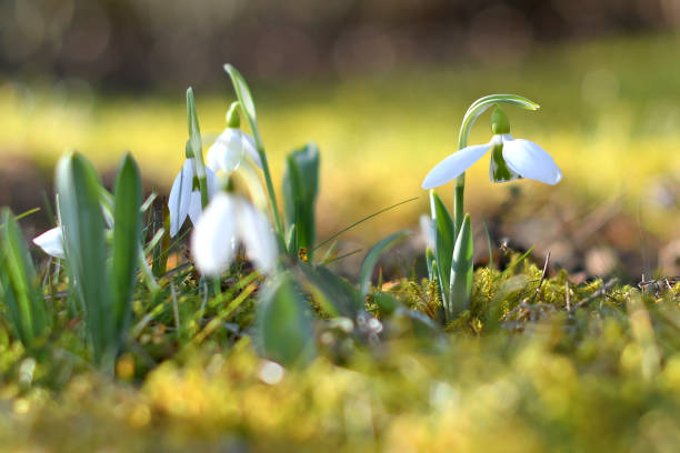 istock Snowdrop blooms in spring in the Salzkammergut (Upper Austria, Austria) 1203333265