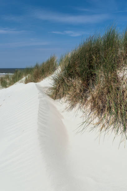 istock White sand dunes at the sea 1203333403
