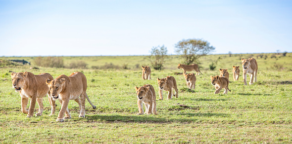 Group of lionas in Olare Motorogi Conservancy, Kenya, Africa