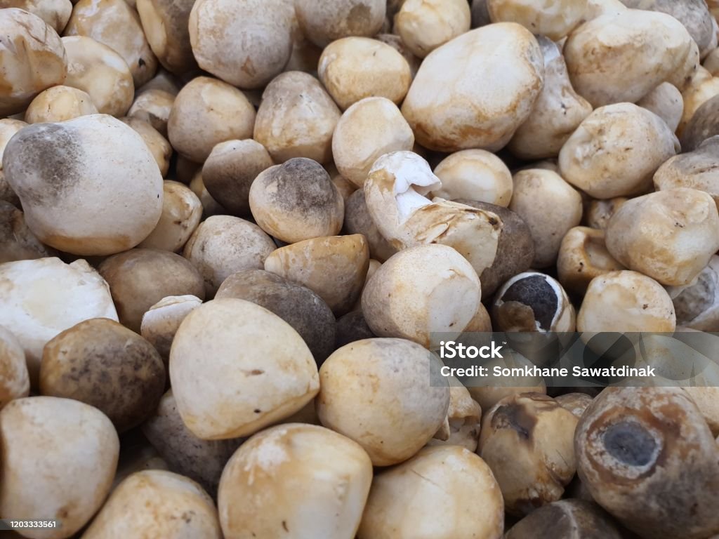 Straw Mushrooms Are Edible Mushrooms Cultured In East And Southeast Asia  Used As An Ingredient In Asian Cooking Widely Stock Photo - Download Image  Now - iStock