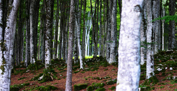 istock nature comes back to life in the forests in spring 1203333586