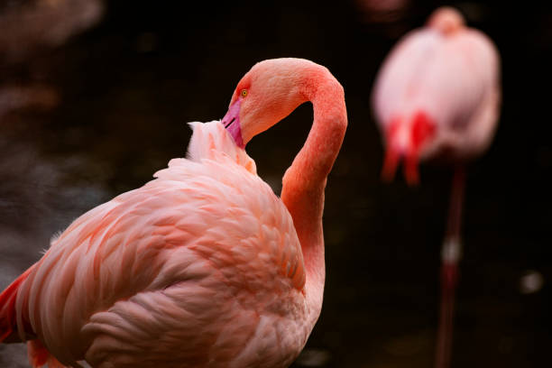 istock pink flamingo at a water front cleaning 1203334451
