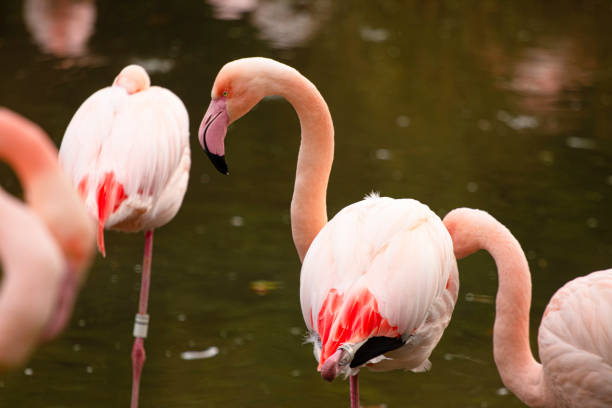 istock pink flamingo at a water front cleaning 1203334502