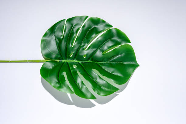 istock Summer beach backdrop with tropical palm leaves and hard shadows on white background. Minimal sunlight tropical concept. 1203335381