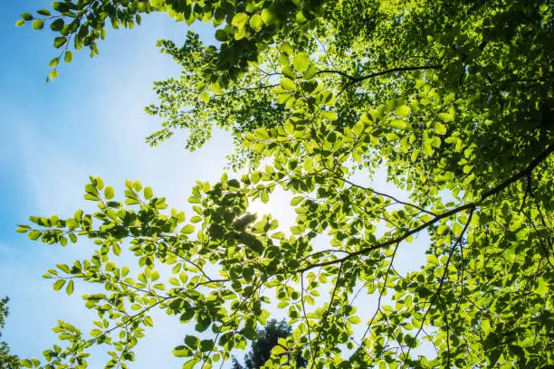 Fresh foliage of a green beech tree in forest brightly lit by sunlight. Personal perspective.