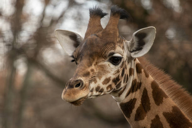 istock portrait of a giraffe head with big years 1203335599