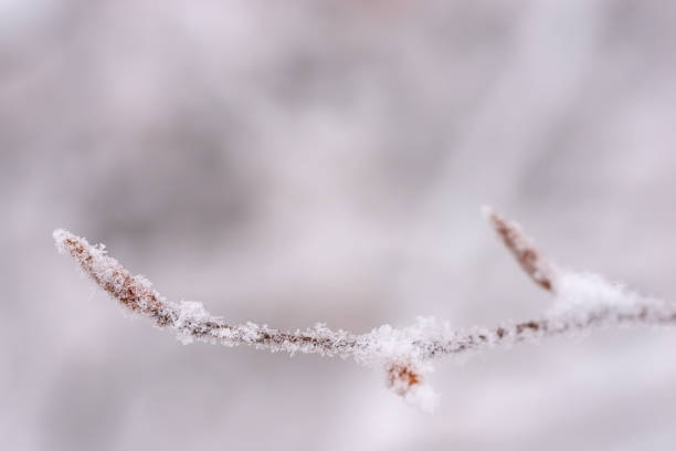 istock Closeup view of winter snow covered beech twig 1203336835