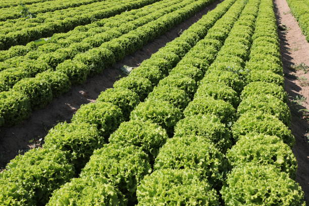 istock green fresh lettuce on the field 1203337889