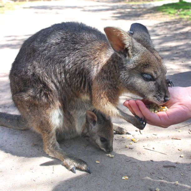 istock Feeding wallaby and her little baby 1203338179