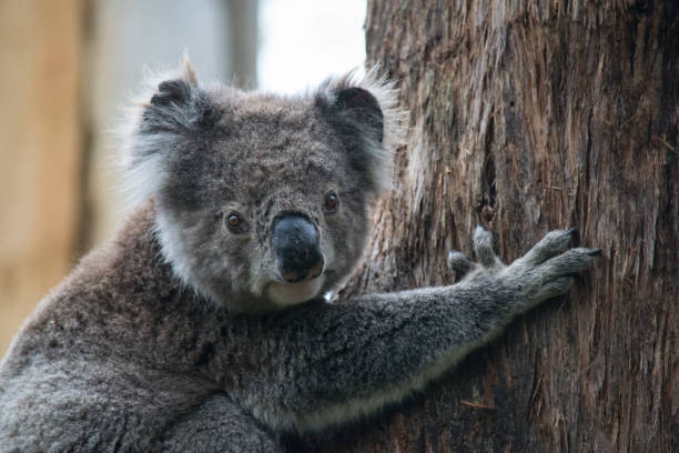 istock Koala at Great Otway National Park 1203339095