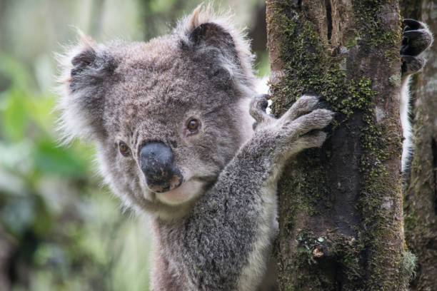 istock Koala at Great Otway National Park 1203339183