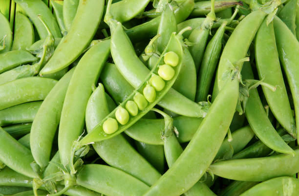 istock Green peas pods background 1203339350
