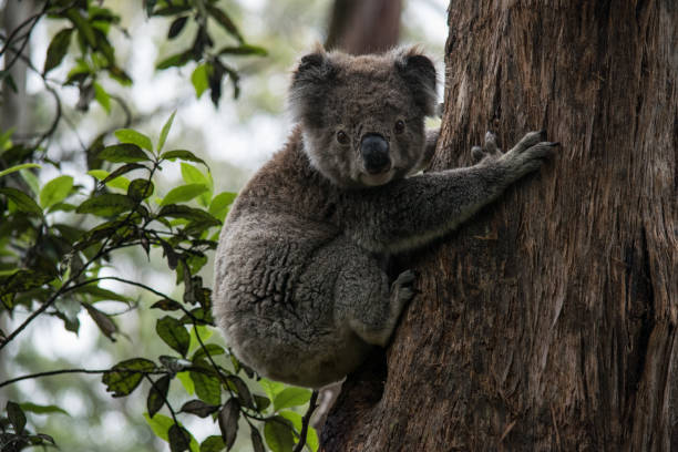 istock Koala at Great Otway National Park 1203339694