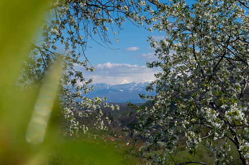 Beautiful floral image of spring nature, panoramic view