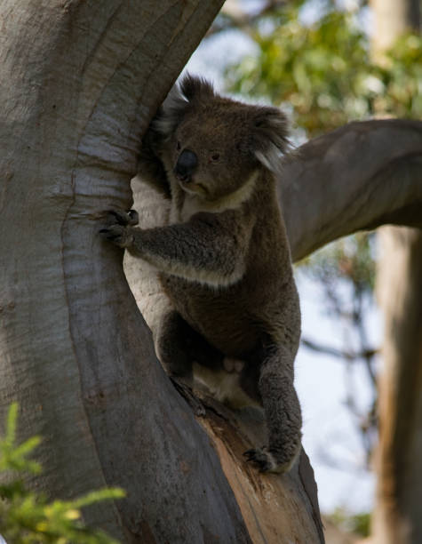 istock Koala at Great Otway National Park 1203340357