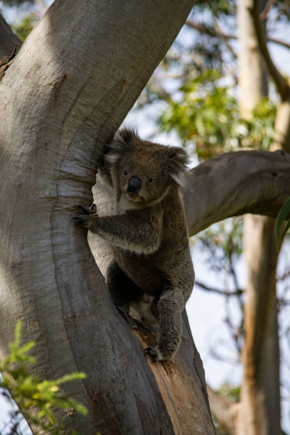 istock Koala at Great Otway National Park 1203340458