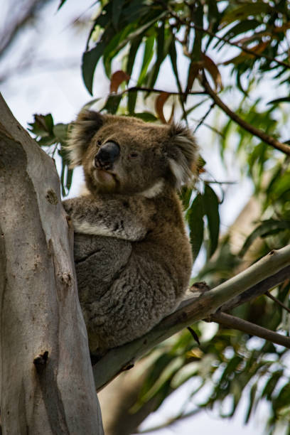 istock Koala at Great Otway National Park 1203340513