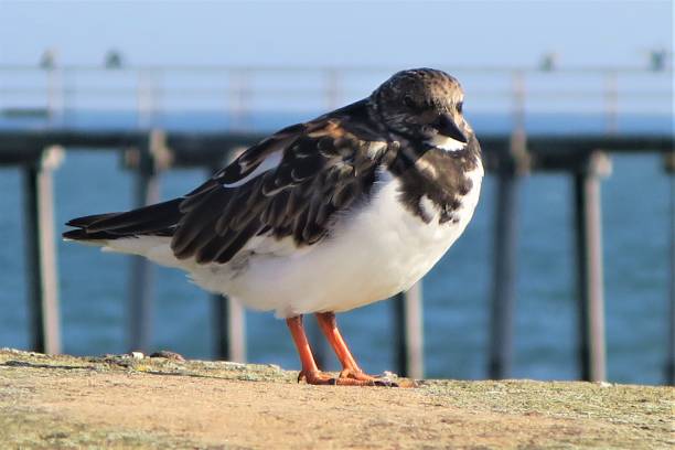 istock A turnstone sits on a harbour wall in Whitby, North Yorkshire 1203340597