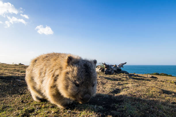 wombat auf maria island, tasmanien - wombat stock-fotos und bilder