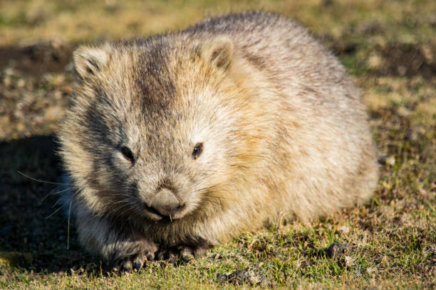 istock Wombat at Maria Island, Tasmania 1203340679