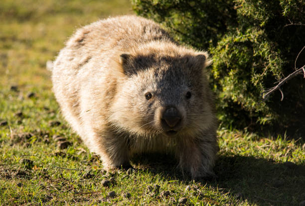 istock Wombat at Maria Island, Tasmania 1203340721