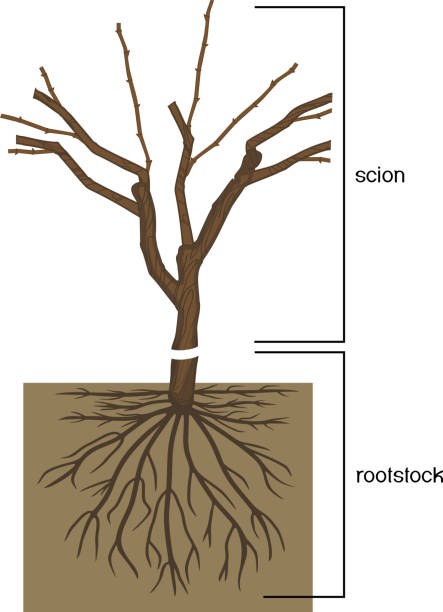 Grape vine plant: scion is grafted onto the rootstock Grape vine plant: scion is grafted onto the rootstock grape pruning stock illustrations