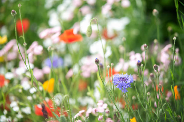 istock Wildflowers in summer garden 1203340973