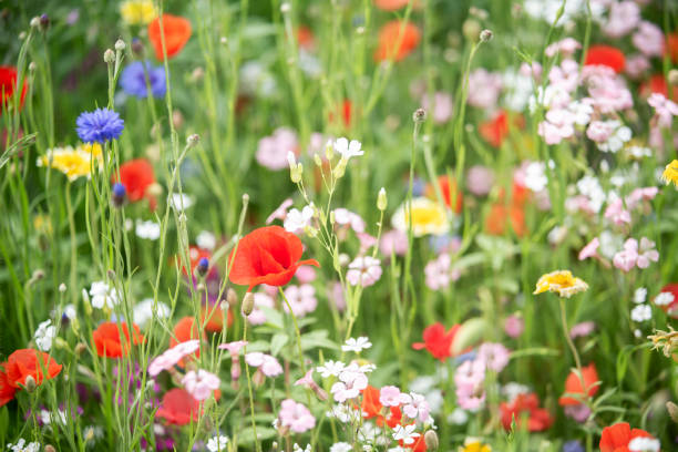 Multi colored wildflowers in summer garden