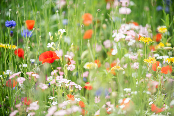 istock Wildflowers in summer garden 1203341066