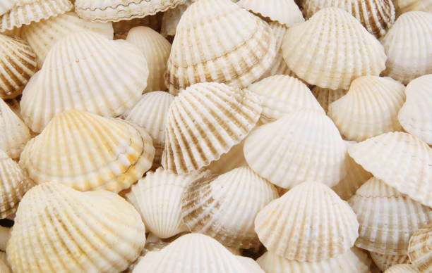 istock Seashell background, lots of different seashells piled together 1203341588