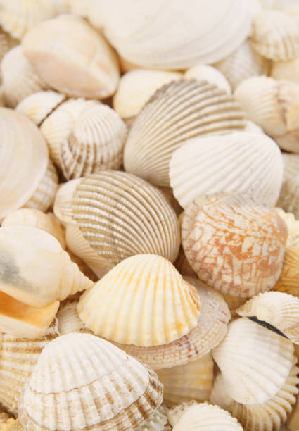 istock Seashell background, lots of different seashells piled together 1203341591