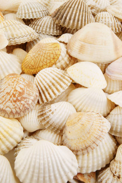 istock Seashell background, lots of different seashells piled together 1203341708
