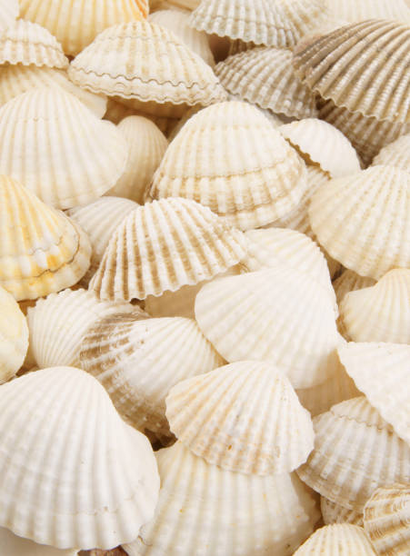 istock Seashell background, lots of different seashells piled together 1203341710
