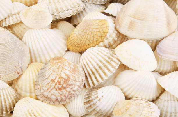 istock Seashell background, lots of different seashells piled together 1203341713