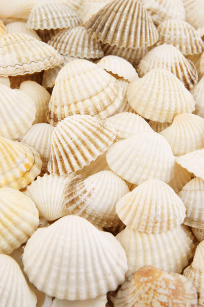 istock Seashell background, lots of different seashells piled together 1203341755