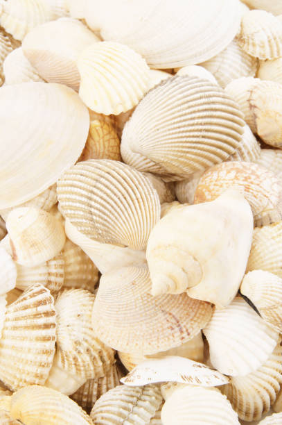 istock Seashell background, lots of different seashells piled together 1203341756