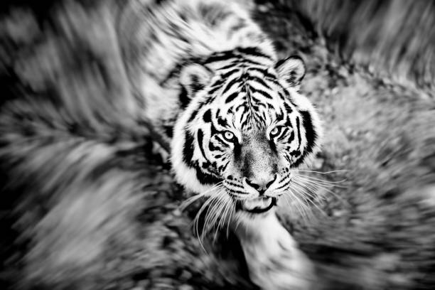 istock Beautiful amur tiger portrait 1203341828