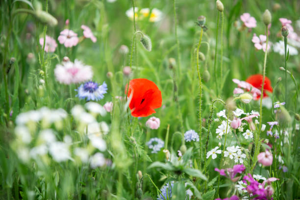istock Wildflowers in summer garden 1203341851