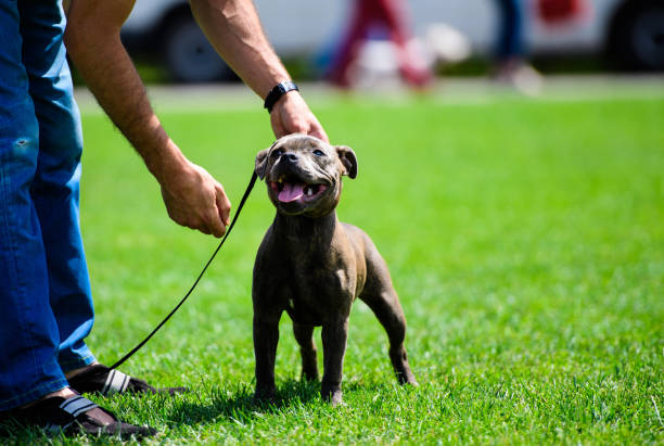 istock Happy dog on green grass 1203341909