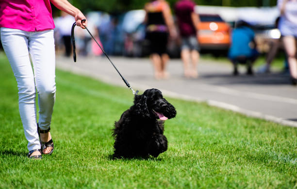 istock Happy dog on green grass 1203341912