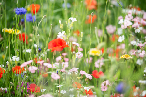 istock Wildflowers in summer garden 1203341951