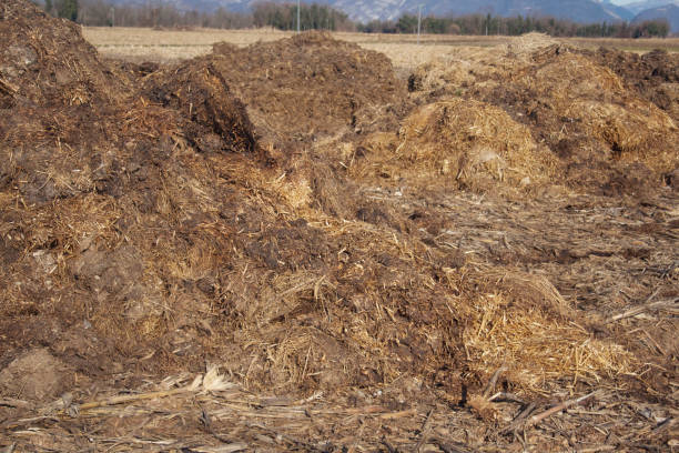 istock Organic fertilizer. Cow manure 1203342026