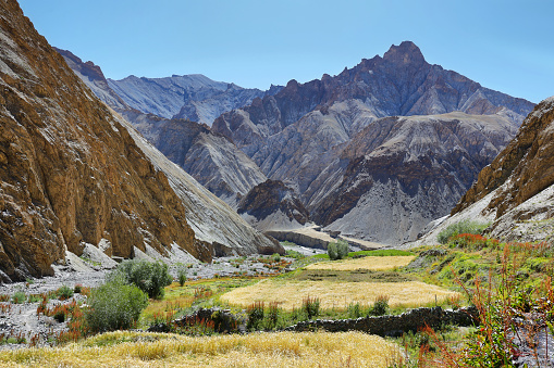 Wheat fields and dry mountains located in Hankar village along the Markha Valley trek, Ladakh region, northern India