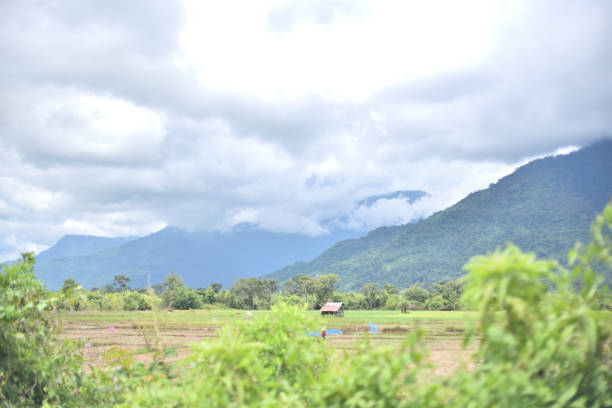 istock Green Forest in Background Champasak Laos 1203342454