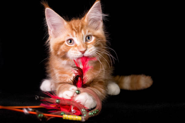 istock Adorable cute maine coon kitten on black background. 1203343018