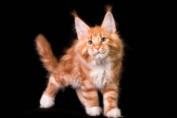 istock Adorable cute maine coon kitten on black background. 1203343026