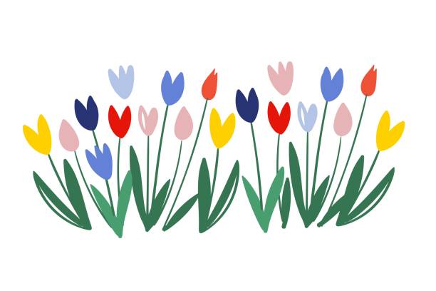 白の背景に分離されたカラーベクトルチューリップ。3月8日 - 国際女性デー。チューリップの路地。緑の葉を持つカラフルなチューリップ。春のアートの花。チューリップのシルエット。 - チューリップ点のイラスト素材／クリップアート素材／マンガ素材／アイコン素材